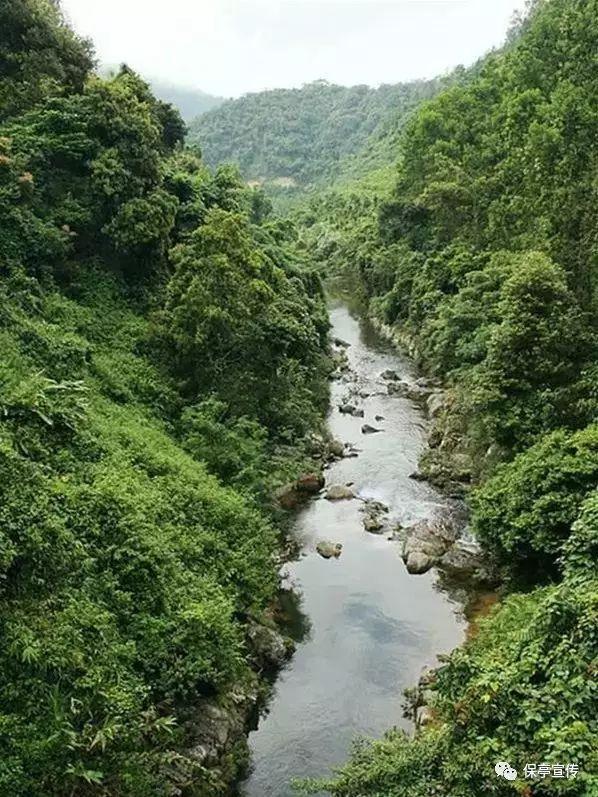 春雨直播app